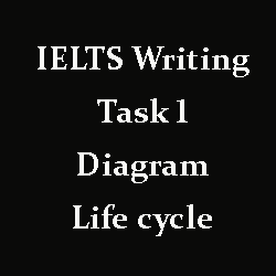 IELTS Writing Task 1: Diagram, life cycle of a silkworm moth