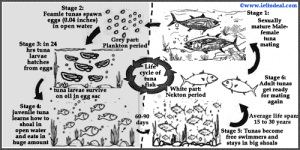 IELTS AC Writing Task 1: diagram, life cycle of tuna fish, with ...